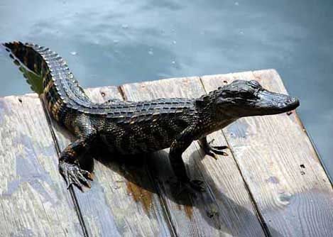 An alligator sits on a boat dock in Florida